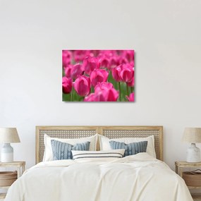 Obraz na szkle - Różowe tulipany (70x50 cm)