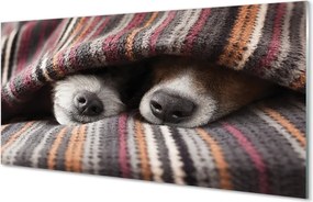 Panel Kuchenny Szklany Słodki Sen Zmęczonych Psów