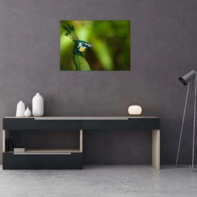 Obraz na szkle - paw (70x50 cm)