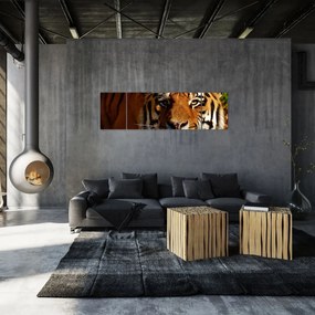 Obraz tygrysa (170x50 cm)