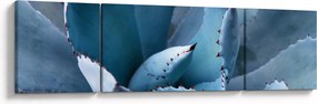 Obraz - Agawa (170x50 cm)
