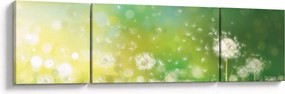 Obraz - Kwitnące mlecze (170x50 cm)