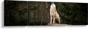 Obraz - Wycie wilka (170x50 cm)
