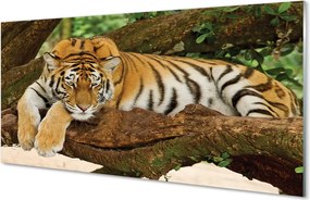 Szkło do Kuchni na Ścianę Tygrys Wspinający się na Drzewo