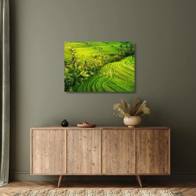 Obraz na szkle - Pola ryżowe (70x50 cm)
