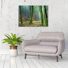 Obraz na szkle - las (70x50 cm)