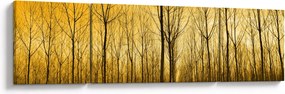 Obraz - Plantacja drzew (170x50 cm)