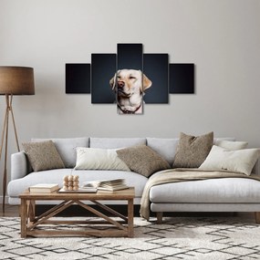 Obraz labradora (125x70 cm)