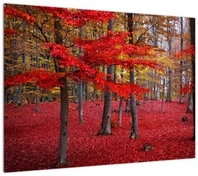 Obraz na szkle - Czerwony Las (70x50 cm)