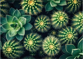 Obraz - Kaktusy (70x50 cm)