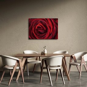 Obraz - Czerwona róża z kroplami rosy (70x50 cm)