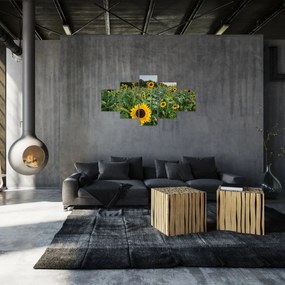 Obraz - Sunflower Field II. (125x70 cm)