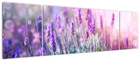 Obraz - Lawenda w słońcu (170x50 cm)