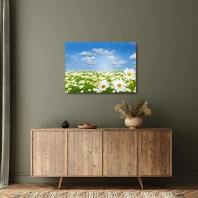 Obraz na szkle kwitnącej łąki ze stokrotkami (70x50 cm)