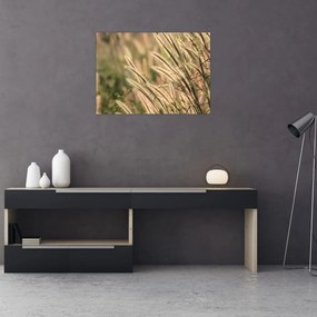 Obraz - Ziarno (70x50 cm)