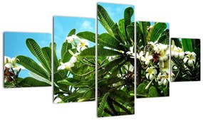Obraz - Plumeria (125x70 cm)
