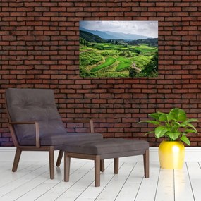Obraz pól ryżowych (70x50 cm)