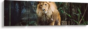 Obraz lwa w naturze (170x50 cm)