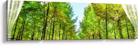 Obraz - Widok na las (170x50 cm)