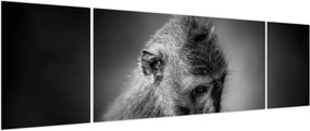 Obraz - Małpa (170x50 cm)