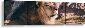 Obraz leżącego lwa (170x50 cm)
