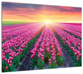 Obraz pole tulipanów ze słońcem (70x50 cm)