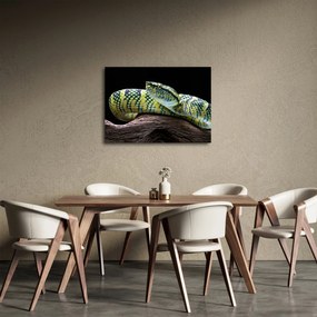Obraz - Grzechotnik Waglera (70x50 cm)