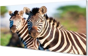 Szklany Panel Rodzina Zebr na Sawannie
