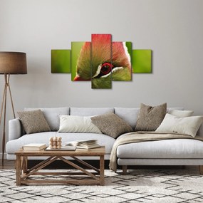 Obraz kolorowego ptaka (125x70 cm)