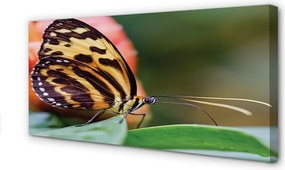 Obraz drukowany na płótnie Motyl w Locie