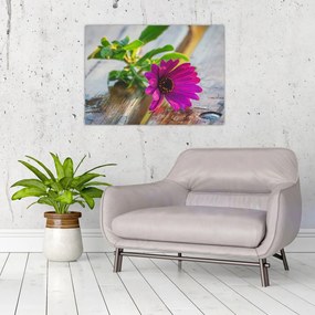 Obraz ciętego kwiatu (70x50 cm)
