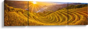 Obraz - Pole ryżowe w Wietnamie (170x50 cm)