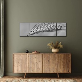 Obraz - Pszenica, czarno - biały (170x50 cm)