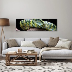Obraz - Grzechotnik Waglera (170x50 cm)