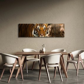 Obraz tygrysa (170x50 cm)