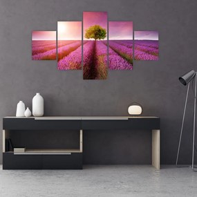 Obraz pola z lawendą (125x70 cm)