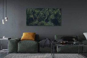 Zdjęcie na płótnie Gałązki i Choinka