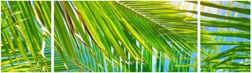 Obraz - Liście palmowe (170x50 cm)