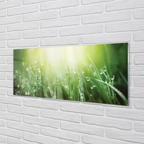 Szklany Panel Trawa w Promieniach Słońca