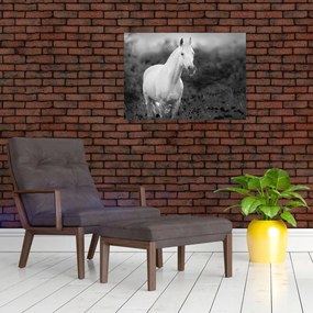 Obraz białego konia na łące, czarno - biały (70x50 cm)