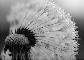 Obraz dmuchawca, czarno - biały (70x50 cm)