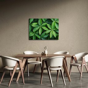 Obraz - Liście z kroplami rosy (70x50 cm)