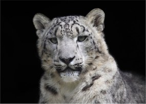 Obraz - Snow Leopard (70x50 cm)