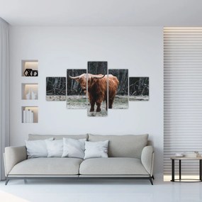 Obraz - Szkocka krowa 2 (125x70 cm)