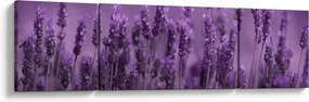 Obraz - Lawenda (170x50 cm)