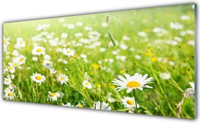 Szkło do Kuchni na Ścianę Polana Białych Stokrotek