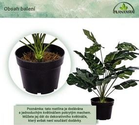 PLANTASIA Sztuczna roślina monstera 60 cm