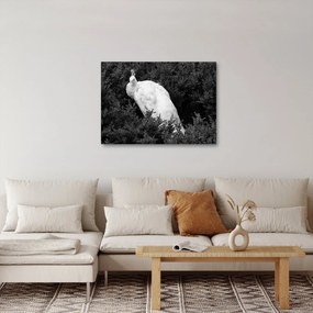 Obraz - Paw, czarno - biały (70x50 cm)