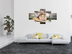 Obraz lwa (125x70 cm)
