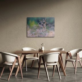 Obraz - Szczegół trawy (70x50 cm)